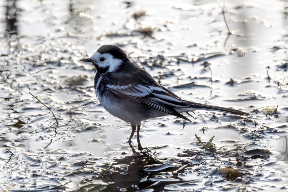 Pied Wagtail, 1/500 sec. f/7.1 500 mm, ISO 400