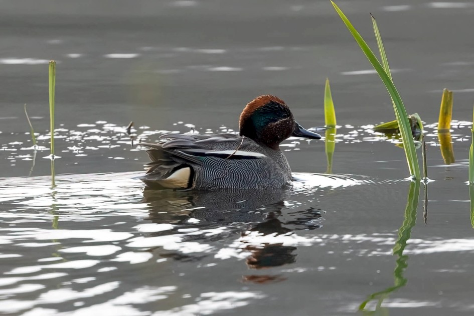 Teal, 1/640 sec. f/7.1 500 mm, ISO 1600