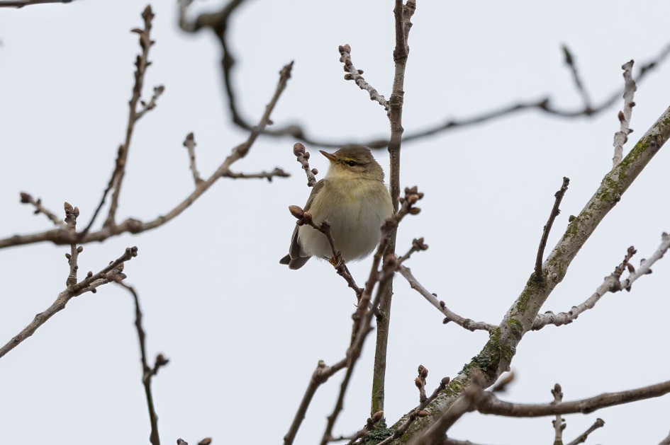 Willow Warbler, 1/500 sec. f/7.1 500 mm, ISO 640