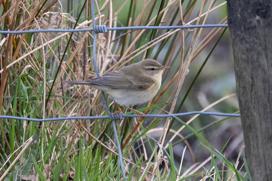 Willow Warbler, 1/640 sec. f/7.1 500 mm, ISO 1600