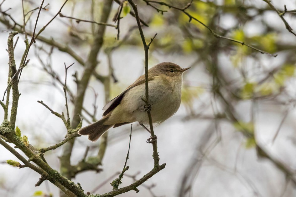 Chiffchaff, 1/500 sec. f/7.1 500 mm, ISO 6400