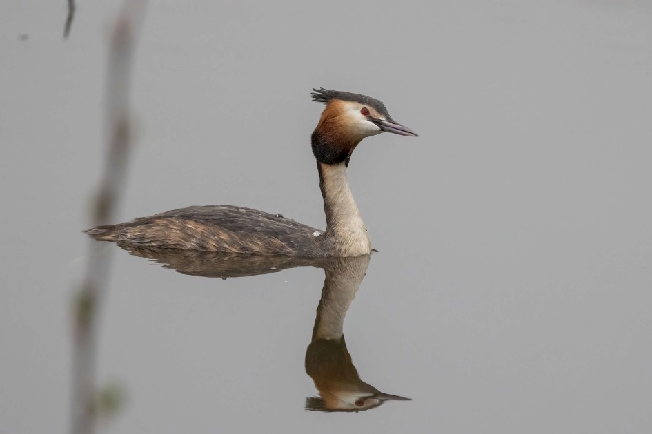 Great Crested Grebe, 1/640 sec. f/7.1 500 mm, ISO 4000