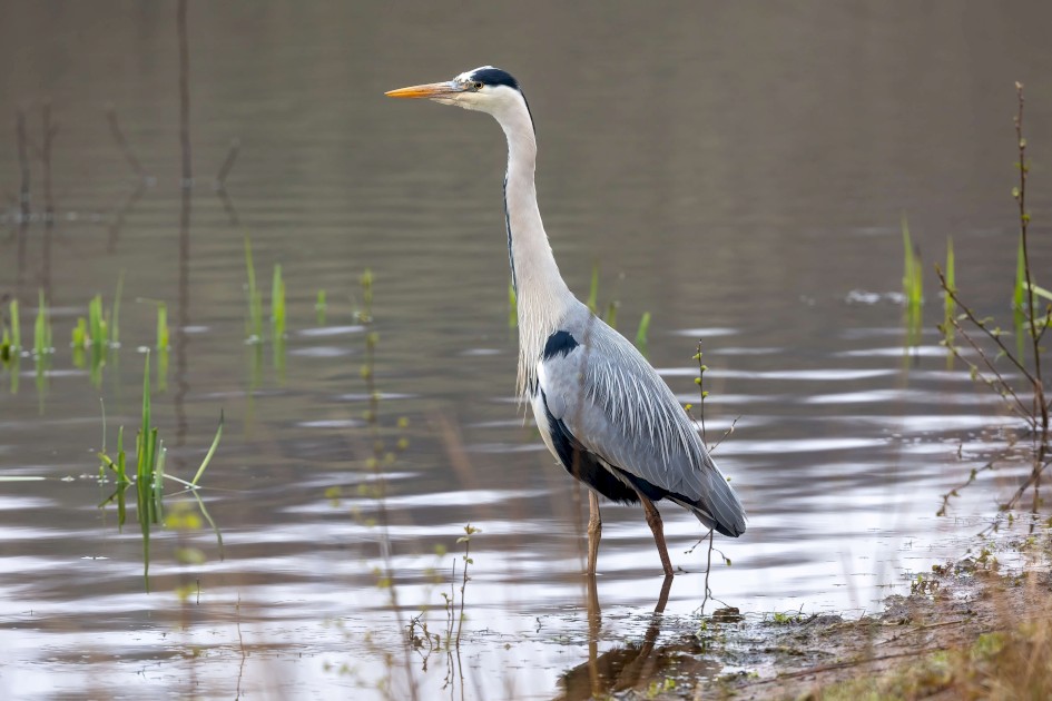 Grey Heron, 1/80 sec. f/7.1 343 mm, ISO 800