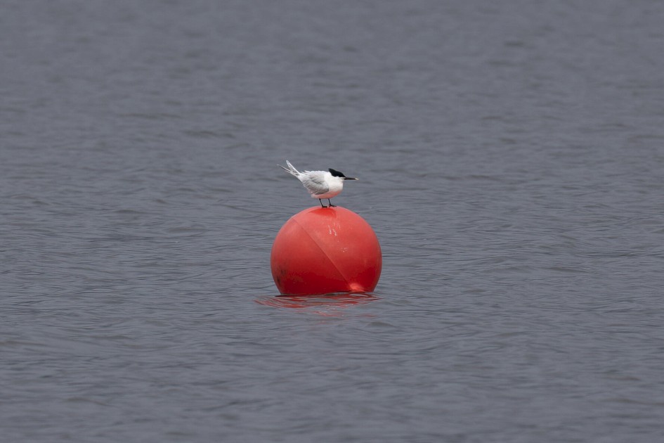 Sandwich Tern, 1/100 sec. f/7.1 500 mm, ISO 100