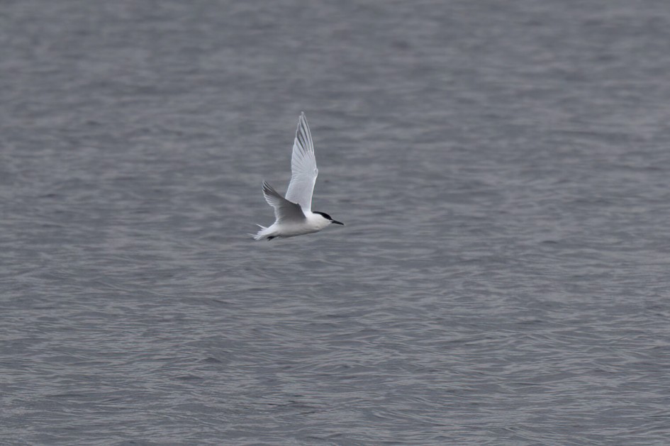 Sandwich Tern, 1/500 sec. f/7.1 500 mm, ISO 1000