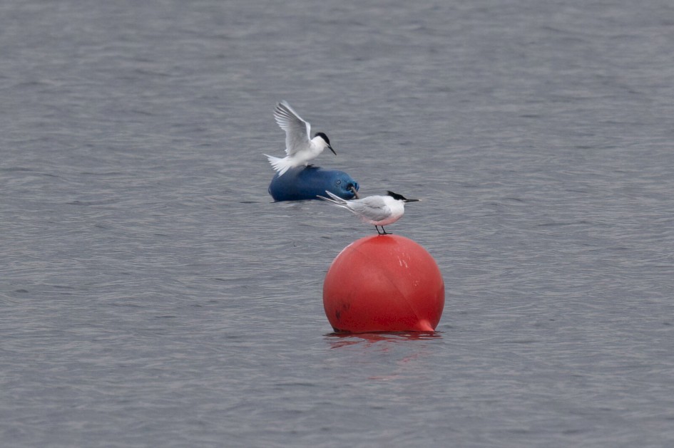 Sandwich Terns, 1/500 sec. f/7.1 500 mm, ISO 1000