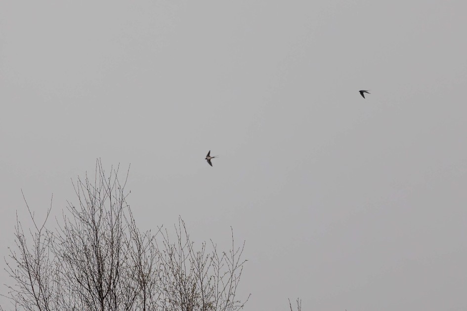 Swallows, 1/640 sec. f/7.1 500 mm, ISO 800