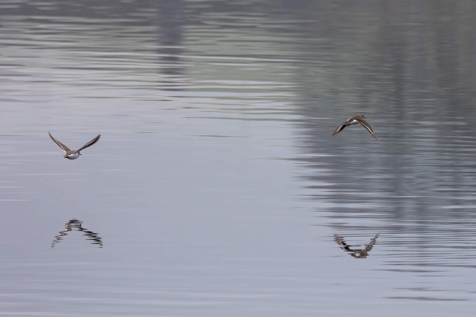 Common Sandpipers, 1/640 sec. f/7.1 500 mm, ISO 500