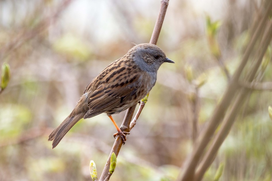 Dunnock, 1/500 sec. f/7.1 500 mm, ISO 2000