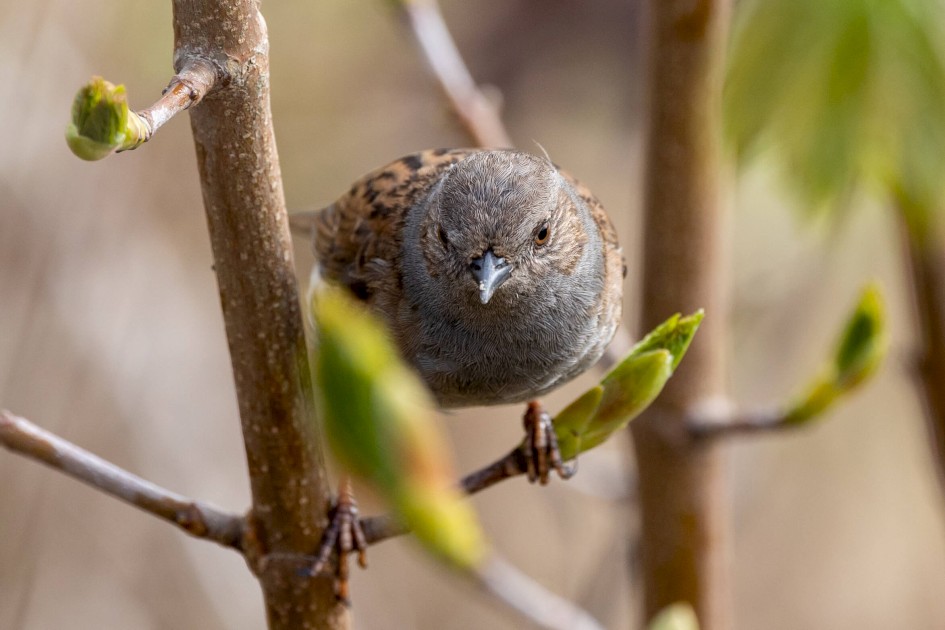 Dunnock, 1/500 sec. f/7.1 500 mm, ISO 1000