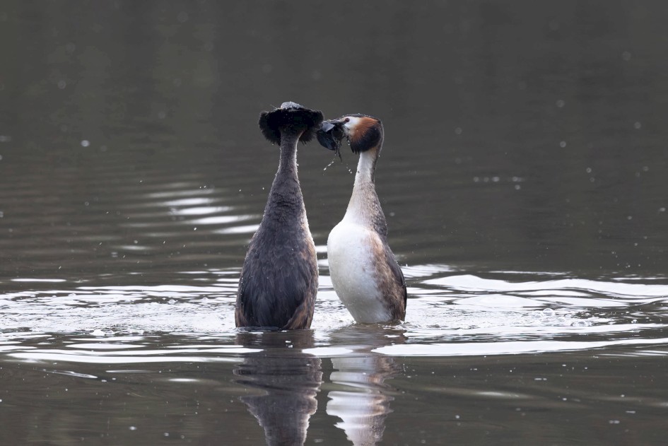 Great Crested Grebes, 1/640 sec. f/7.1 500 mm, ISO 1250
