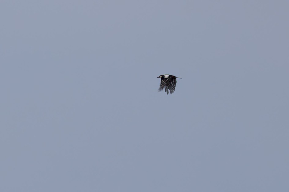 Great Spotted Woodpecker, 1/800 sec. f/7.1 500 mm, ISO 100