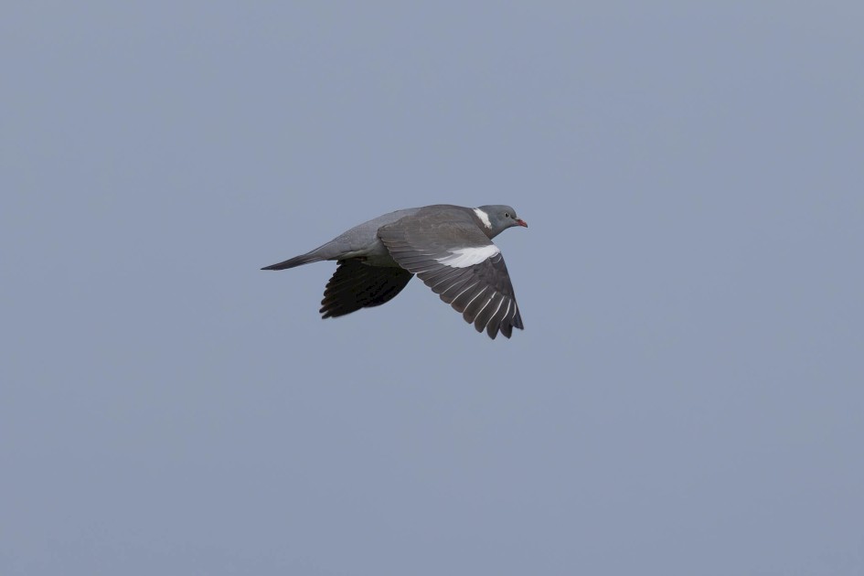 Woodpigeon, 1/640 sec. f/7.1 500 mm, ISO 125