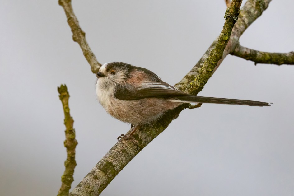 Long-tailed Tit, 1/500 sec. f/7.1 500 mm, ISO 2000