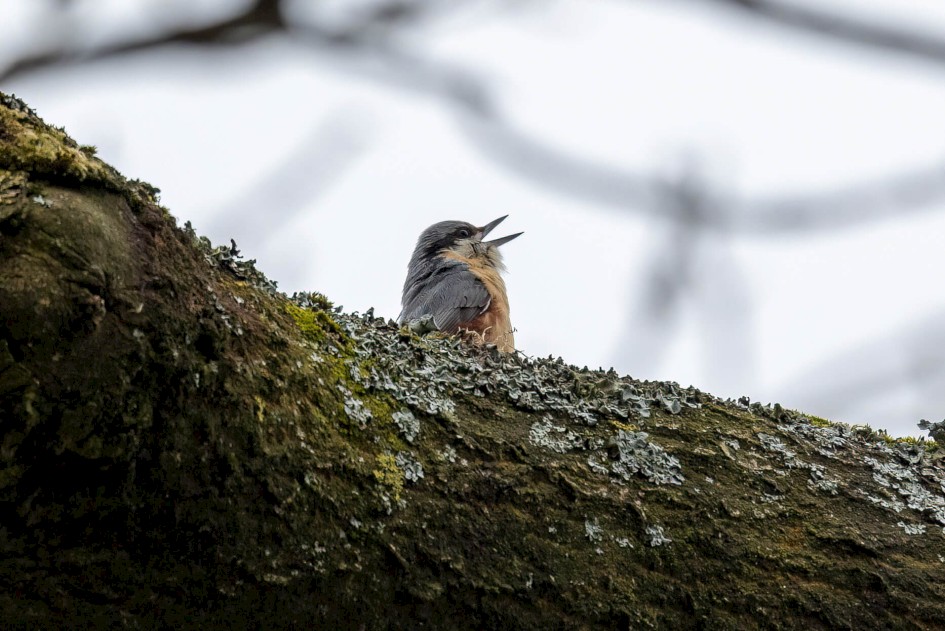 Nuthatch, 1/640 sec. f/7.1 500 mm, ISO 800