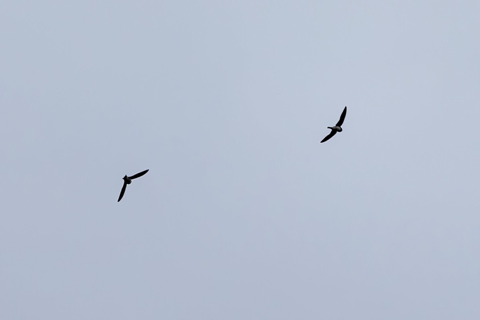 Sand Martins, 1/500 sec. f/7.1 500 mm, ISO 320