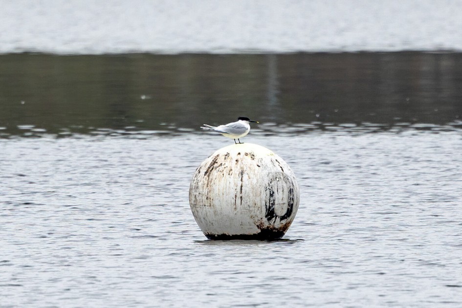 Sandwich Tern, 1/500 sec. f/7.1 500 mm, ISO 250