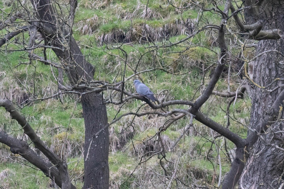 Stock Dove, 1/500 sec. f/7.1 500 mm, ISO 3200