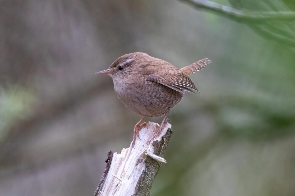 Wren, 1/500 sec. f/7.1 500 mm, ISO 6400