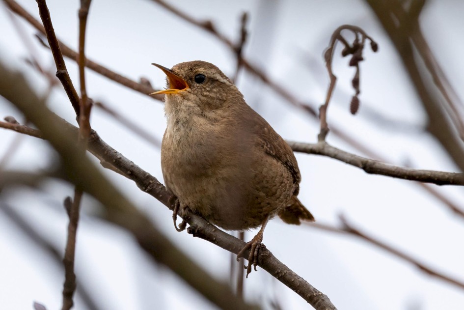 Wren, 1/640 sec. f/7.1 500 mm, ISO 1250