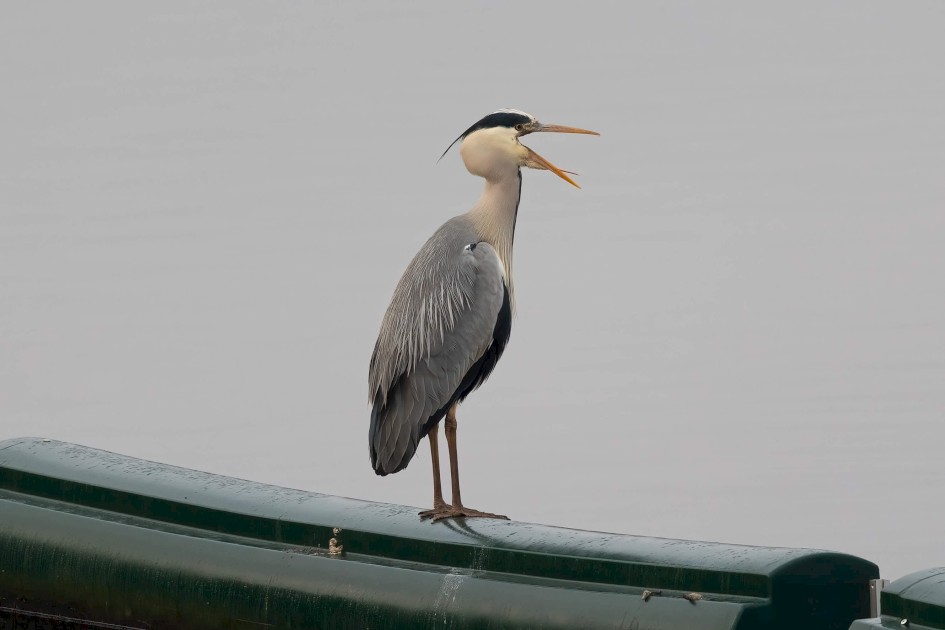 Grey Heron, 1/500 sec. f/7.1 500 mm, ISO 1250