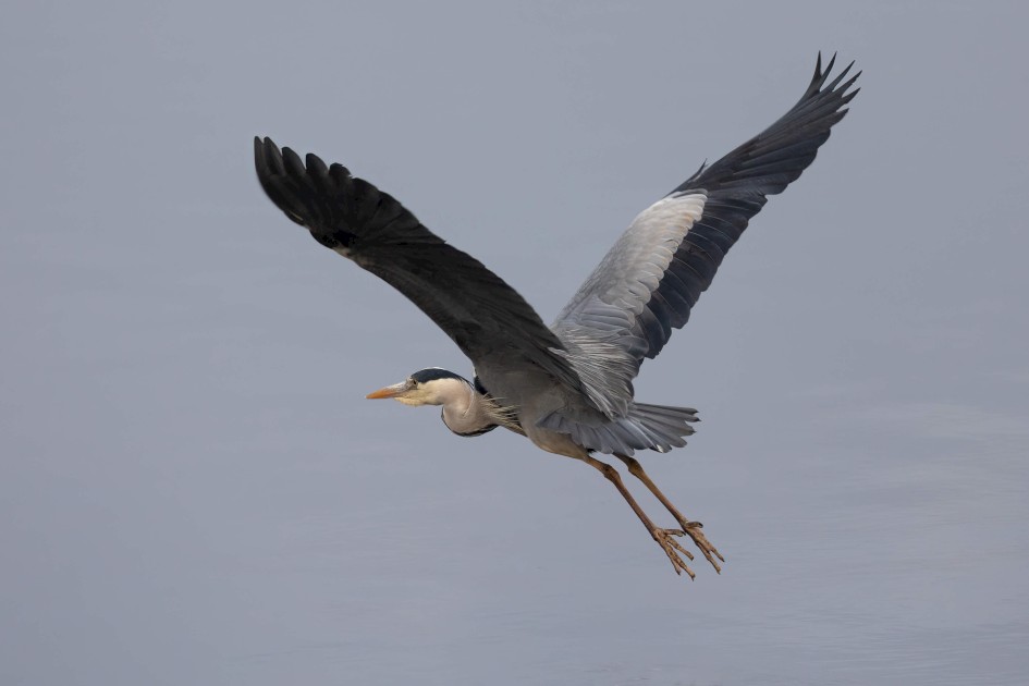 Grey Heron, 1/500 sec. f/7.1 500 mm, ISO 1250
