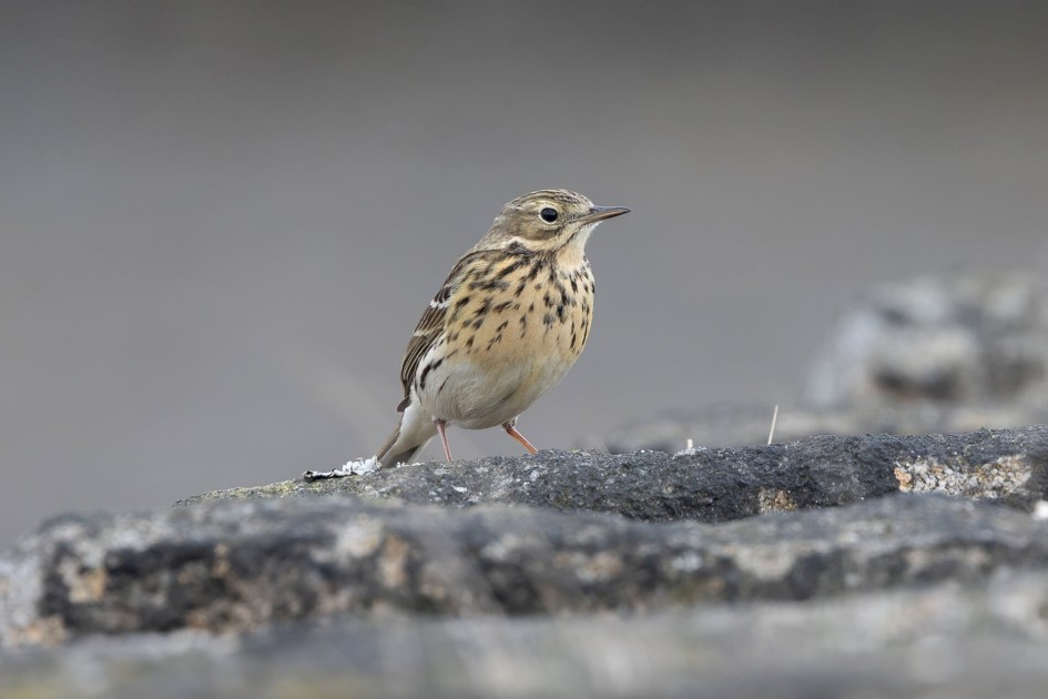 Meadow Pipit, 1/640 sec. f/7.1 500 mm, ISO 500