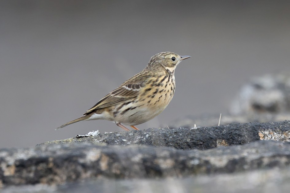 Meadow Pipit, 1/640 sec. f/7.1 500 mm, ISO 500