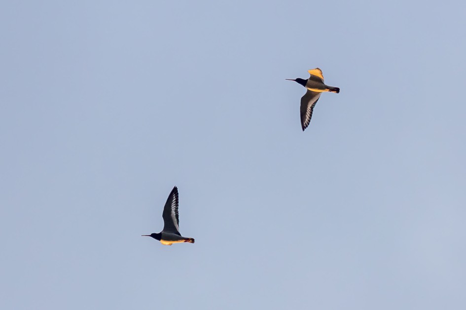 Oystercatchers, 1/640 sec. f/7.1 500 mm, ISO 400