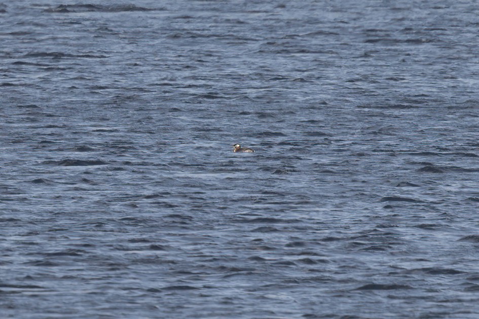 Red-necked Grebe, 1/640 sec. f/7.1 500 mm, ISO 160