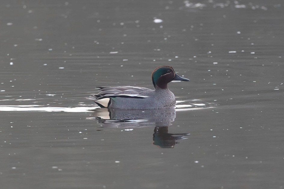 Teal, 1/640 sec. f/7.1 500 mm, ISO 2000