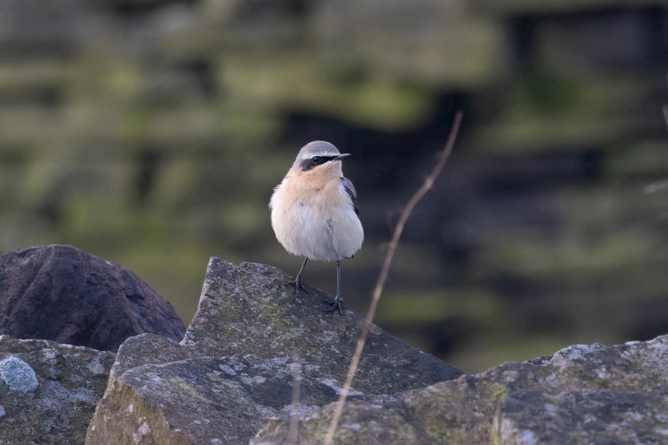 Wheatear, 1/640 sec. f/7.1 500 mm, ISO 1000