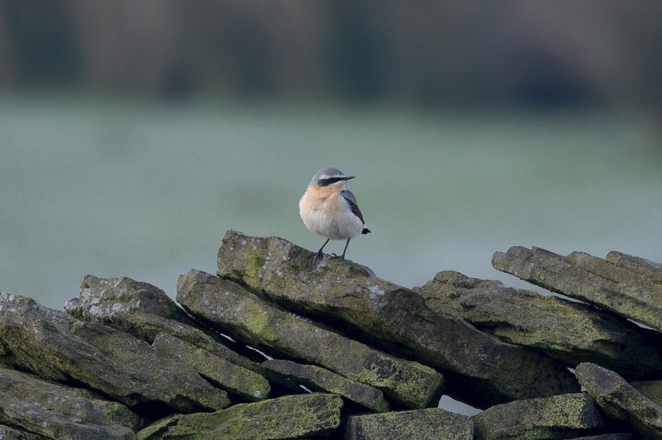 Wheatear, 1/640 sec. f/7.1 500 mm, ISO 800