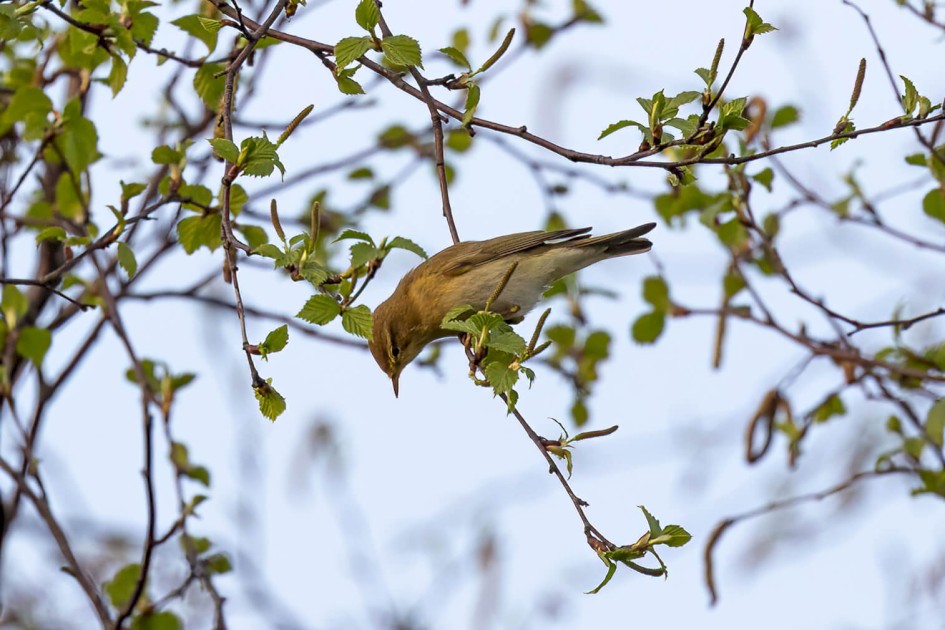 Willow Warbler, 1/500 sec. f/7.1 500 mm, ISO 640