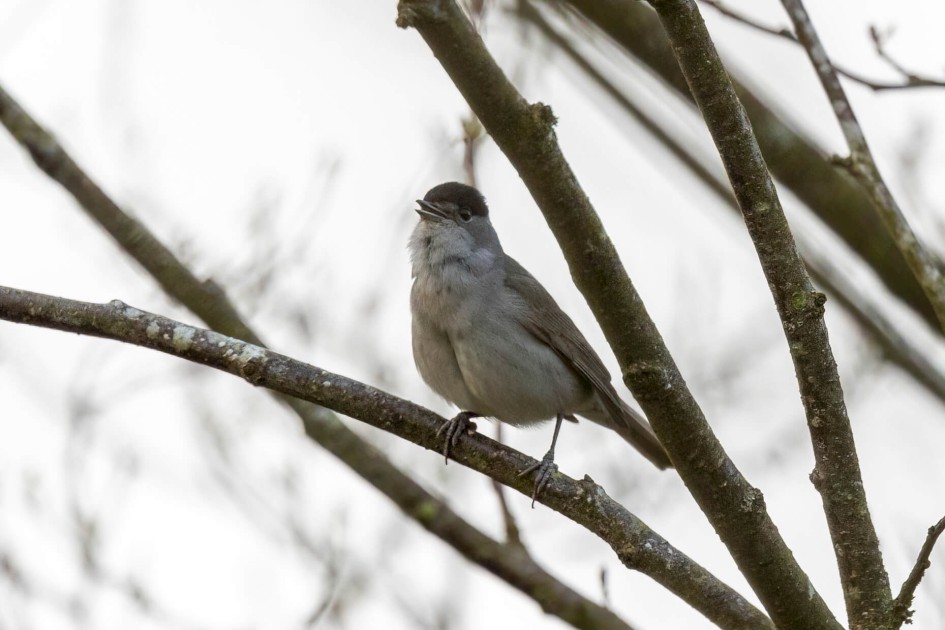 Blackcap, 1/500 sec. f/7.1 500 mm, ISO 1600