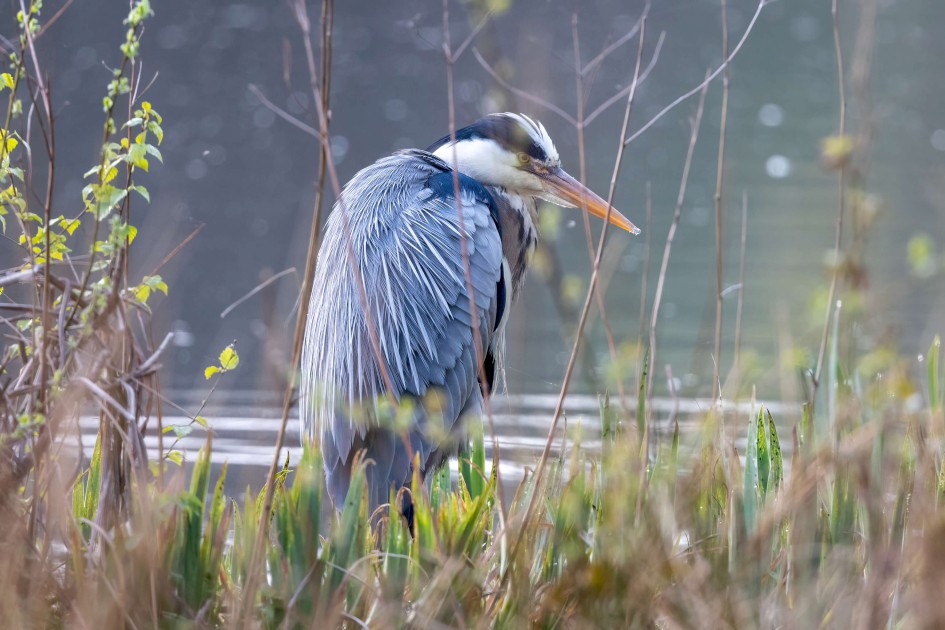 Grey Heron, 1/500 sec. f/7.1 500 mm, ISO 2000