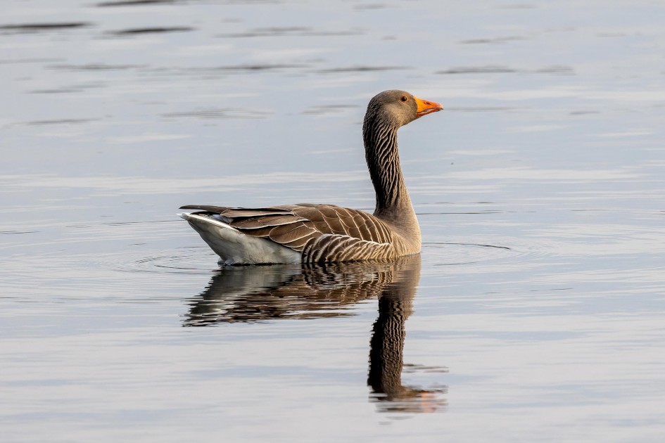 Greylag Goose, 1/500 sec. f/7.1 500 mm, ISO 320