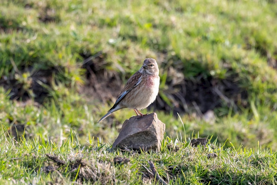 Linnet, 1/500 sec. f/7.1 500 mm, ISO 800