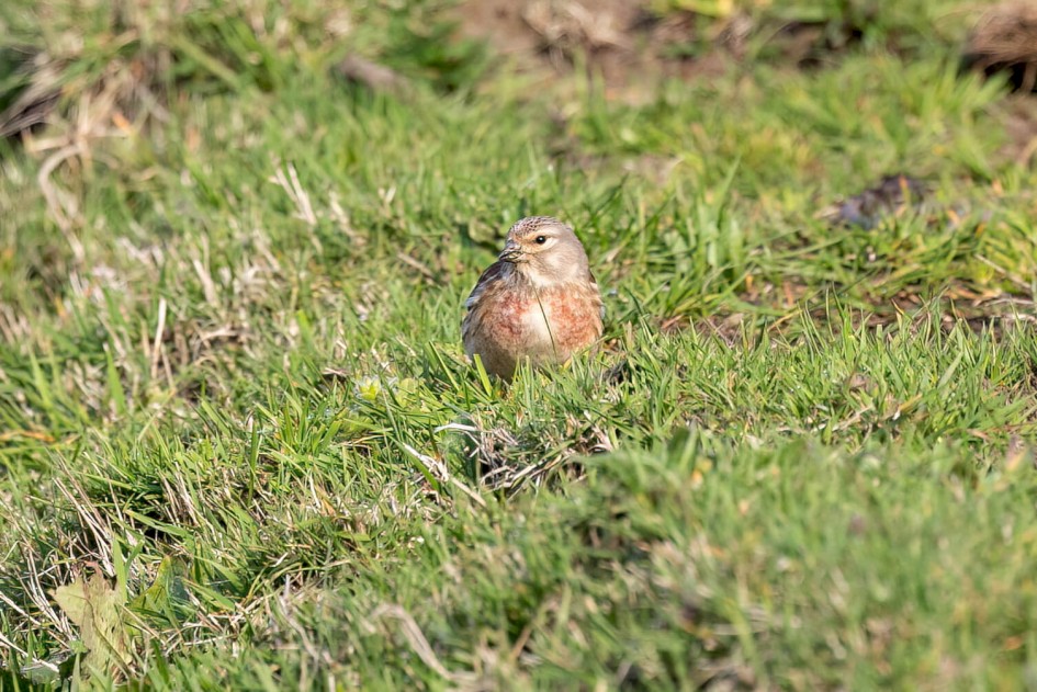 Linnet, 1/640 sec. f/7.1 500 mm, ISO 500