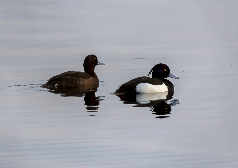 Tufted Ducks, 1/500 sec. f/7.1 500 mm, ISO 320