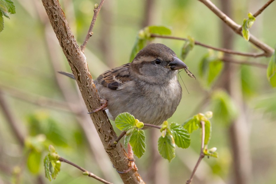 House Sparrow