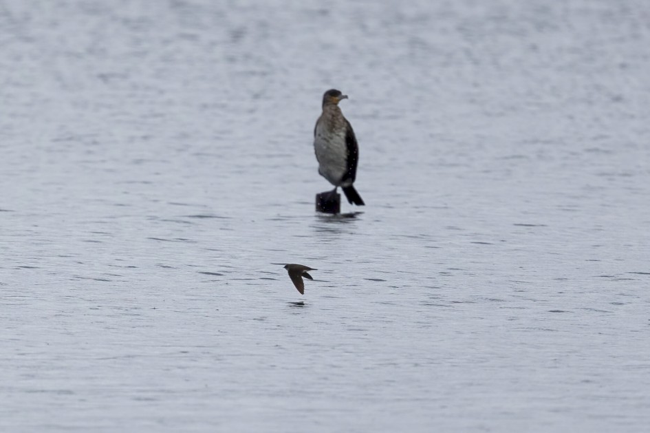 Sand Martin