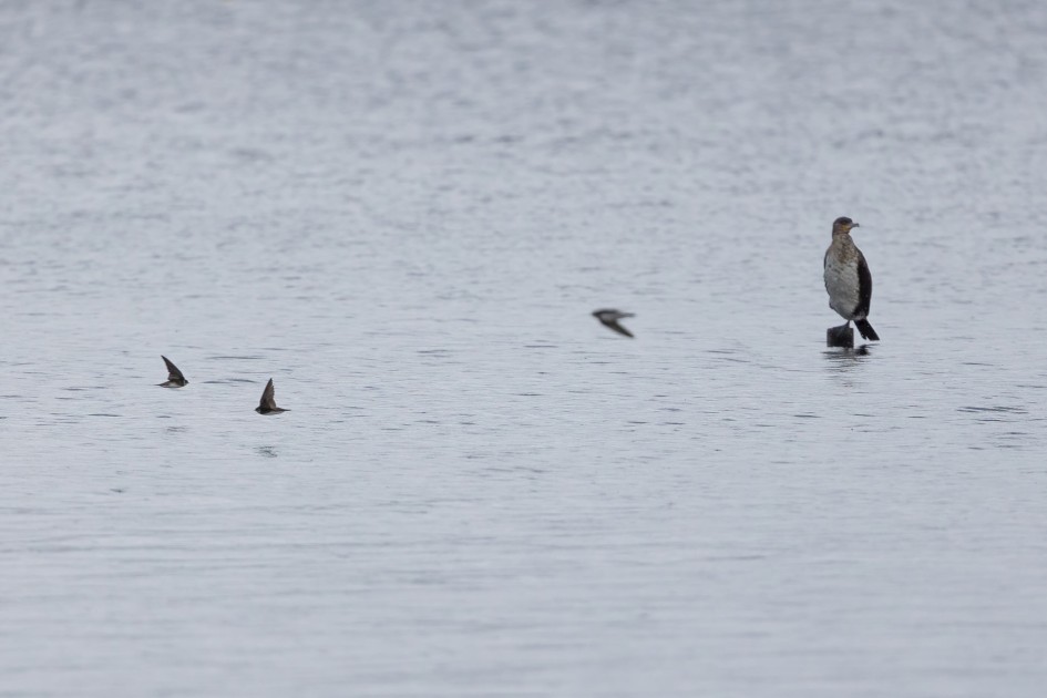 Sand Martins