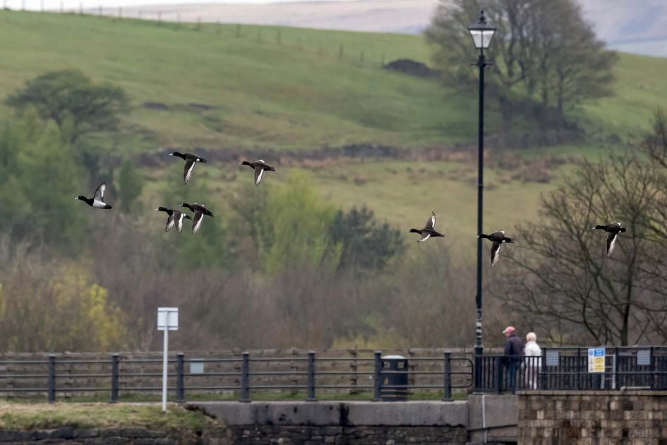 Tufted Ducks