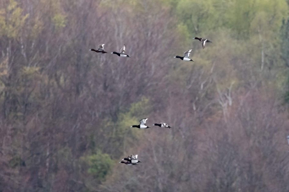 Tufted Ducks 