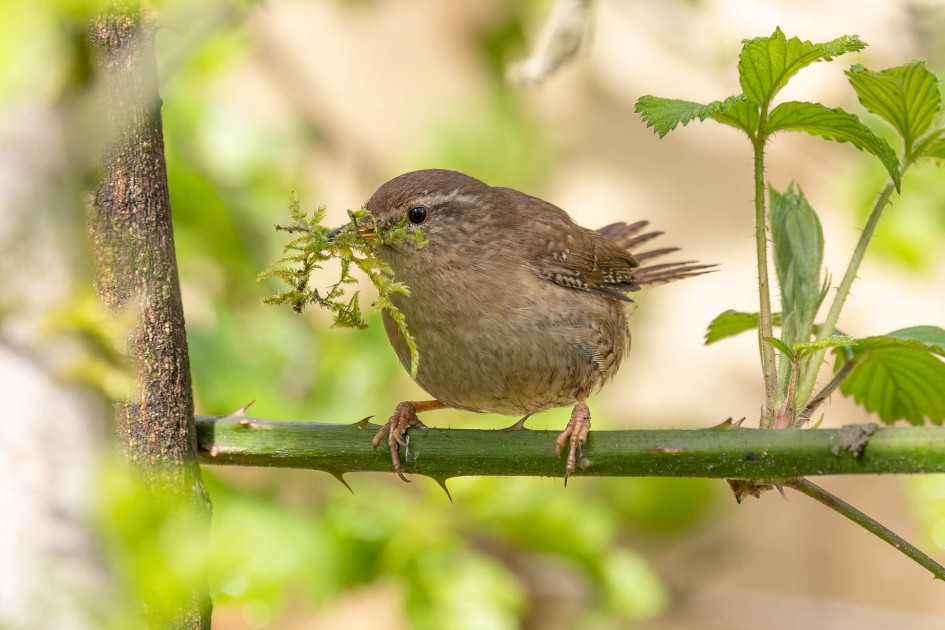 Wren