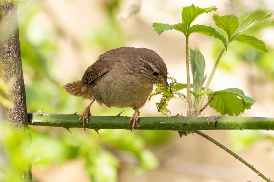 Wren 