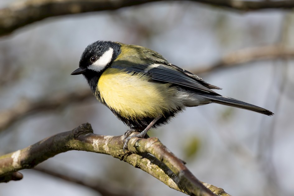 Great Tit, 1/500 sec, f/7.1, ISO 200, 428 mm