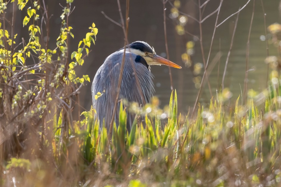 Grey Heron, 1/640 sec, f/7.1, ISO 640, 500 mm