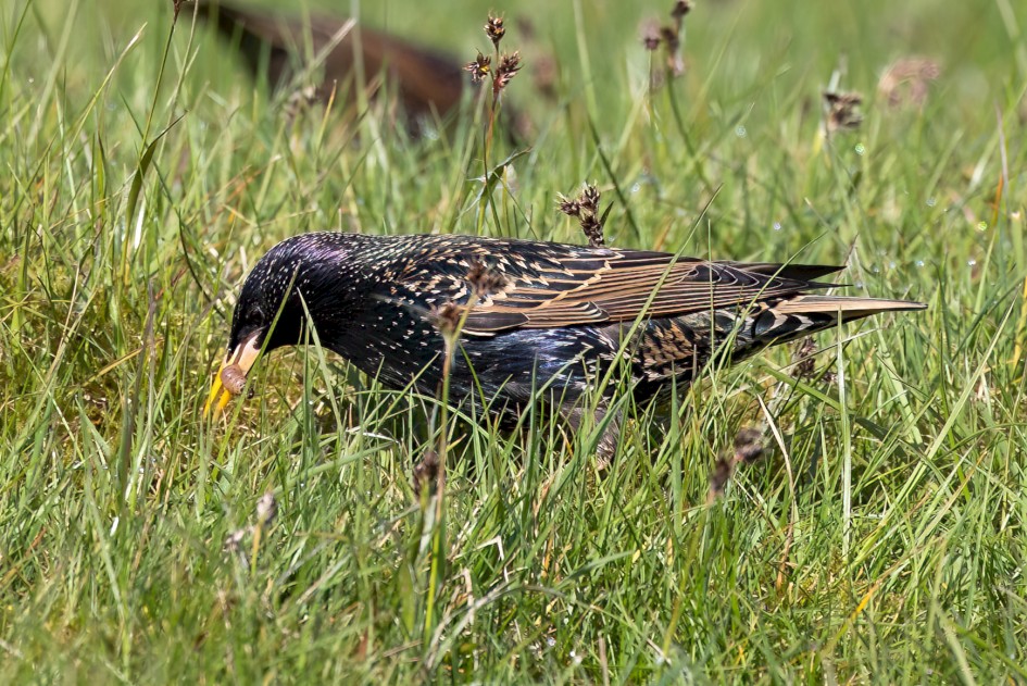 Starling , 1/640 sec, f/7.1, ISO 250, 500 mm